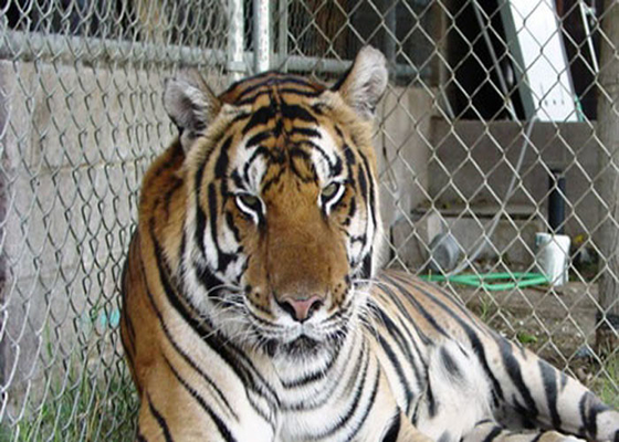 316 316L parque zoológico de acero inoxidable de alta resistencia Mesh For Animal 4,0 milímetros de alambre