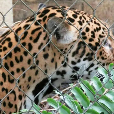 304 316 316L Cuerdas de alambre de acero inoxidable