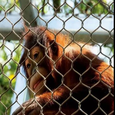 Red protectora de malla de alambre resistente a la corrosión adecuada para proyectos de seguridad