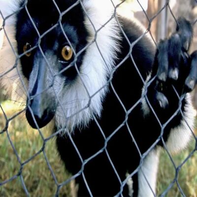 Flexible Woven Stainless Steel Wire Rope Cable Mesh For Zoo Enclosure  net