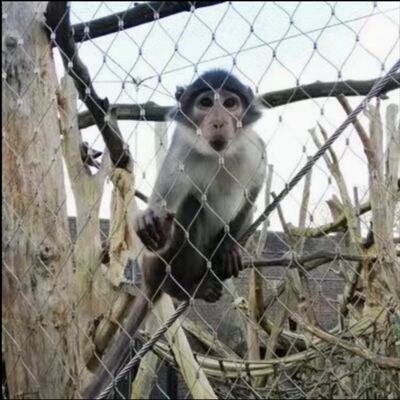 316 Acero inoxidable flexible X tendido malla de cable para cerramiento de seguridad del zoológico