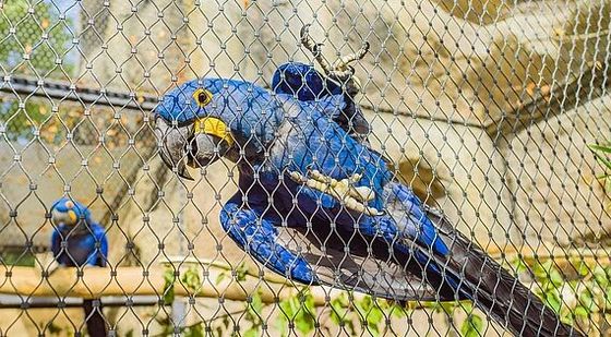 304 316 de alta resistencia X tienden la malla de acero inoxidable del parque zoológico de 1.5m m