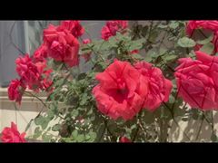 Malla de cable de acero inoxidable chapada en negro